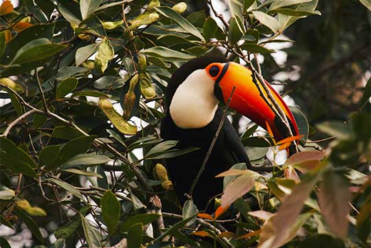 fauneflorebiodome