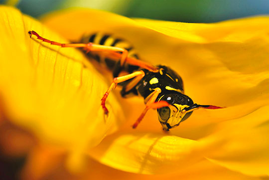 insectes_anthropodes